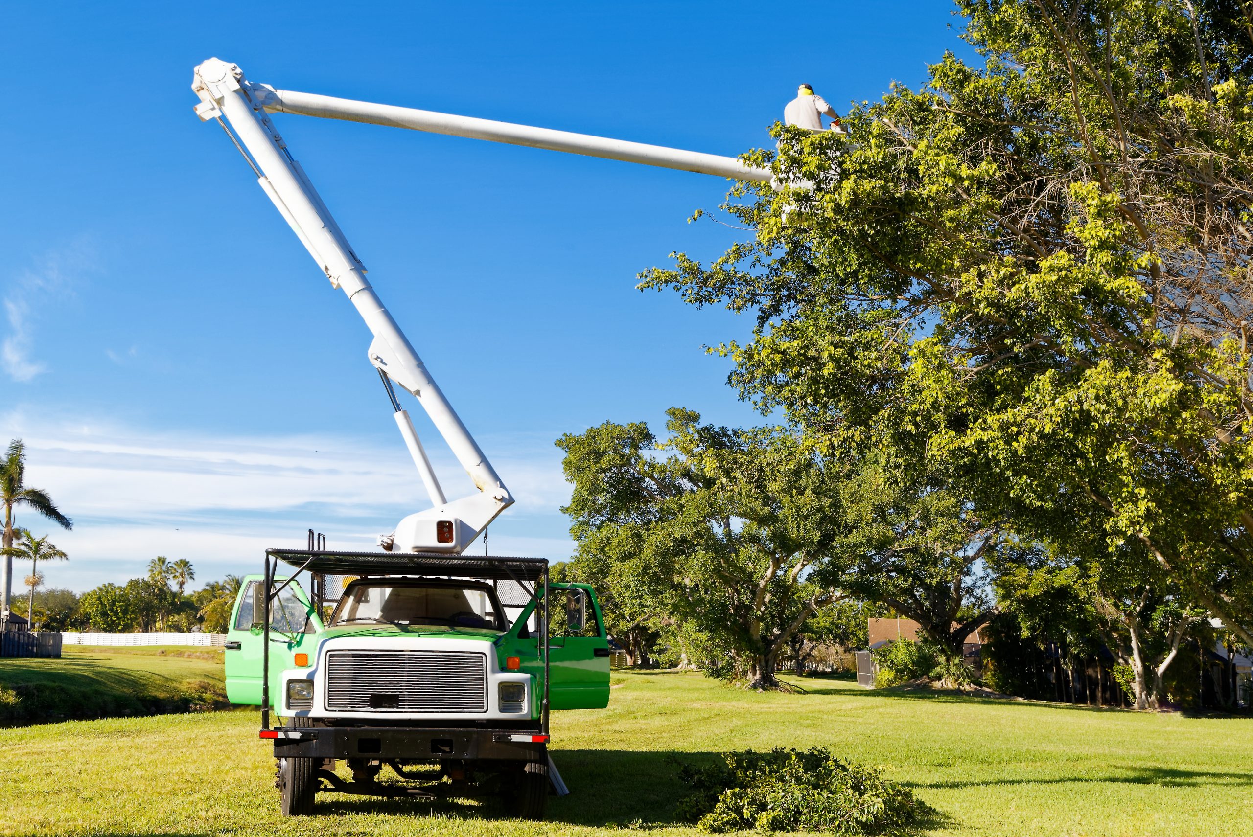 Professional tree care services in Edmond, Oklahoma - Expert arborists using modern equipment