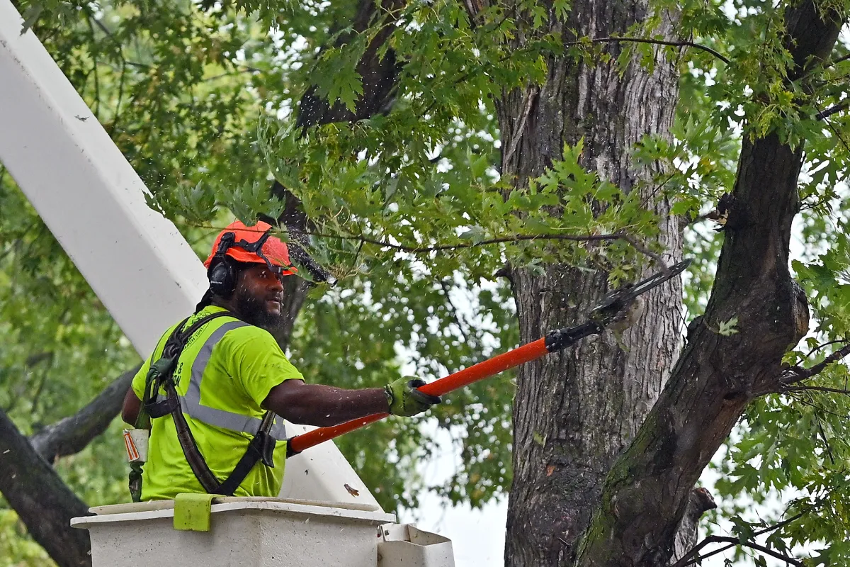 Professional tree pruning and shaping services in Edmond - Enhancing tree health and aesthetics