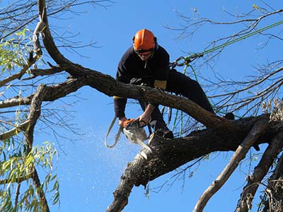 Expert tree trimming and pruning services in Edmond - Maintaining healthy and beautiful trees